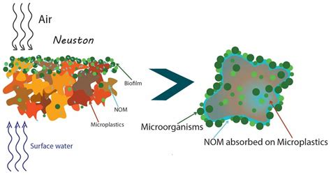 Impacts Of Biofilm Formation On The Fate And Potential