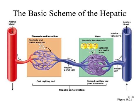 What Is A Portal System What Is The Purpose Of The Hepatic Portal