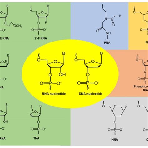 Examples Of Chemically Modified Nucleotide Analogues Ome