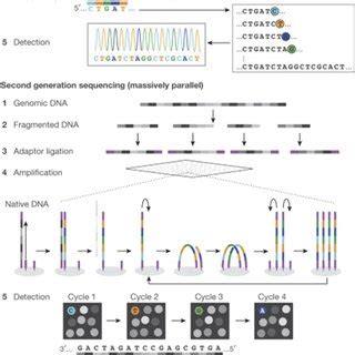 Nanopore Sequencing Of DNA Barcoded Probes For Highly