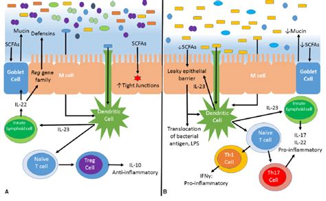 Balance Between Anti And Pro Inflammatory States In The Intestinal Download Scientific Diagram