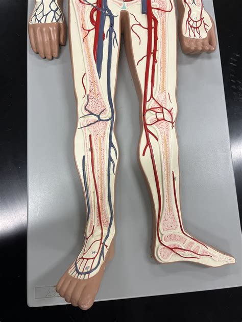 Blood Vessels Leg Diagram Quizlet