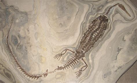 fossil  mesosaurus wallpapers wallpaper cave