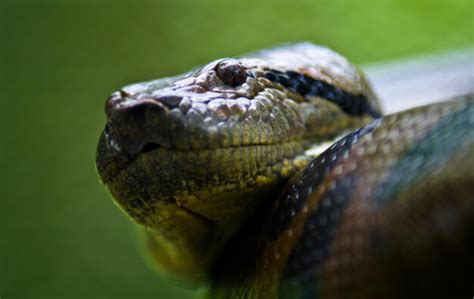 Green Anaconda Profile - Reptile Craze