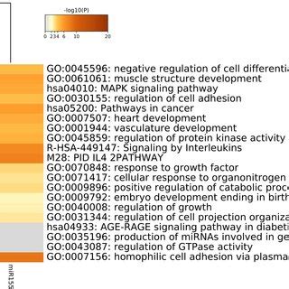 Heatmap Of Go Bp Enriched Terms Across Mir And Let C Target Genes