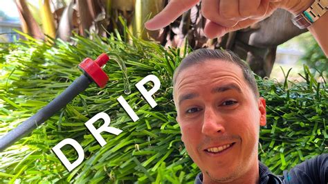 How To Install A Rain Bird Drip Irrigation System YouTube