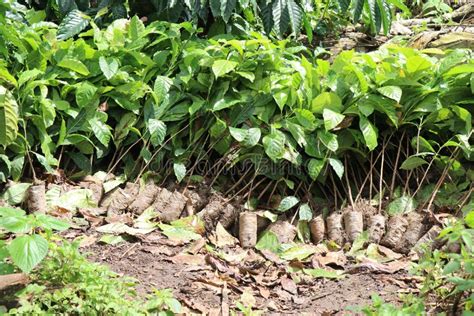 Plántulas De Plantas Robustas Alineadas Con Un Grupo De Plantas De Café