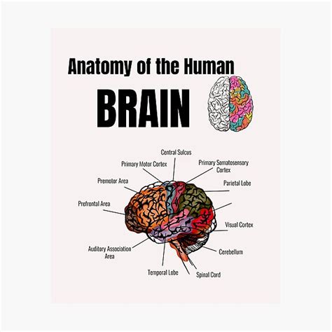 L Mina Fotogr Fica Anatom A Del Cerebro Humano Cool Para La Escuela