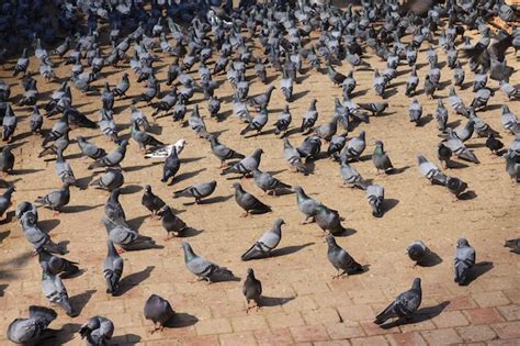 Pombos na praça durbar Foto Premium