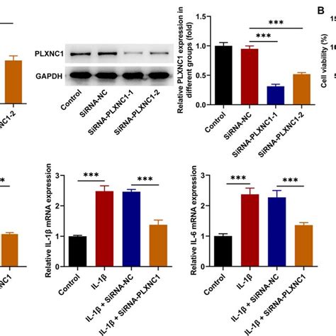 Plxnc Absence Alleviates Il Induced Viability Injury And