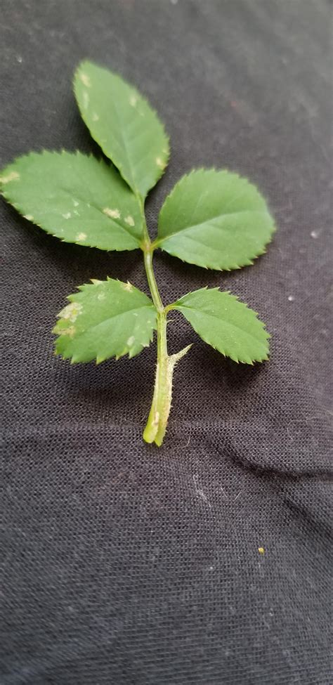 Strange spots on rose plant? : r/plantclinic