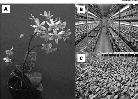 Figure 1 From Development Of Phalaenopsis Orchids For The Mass Market