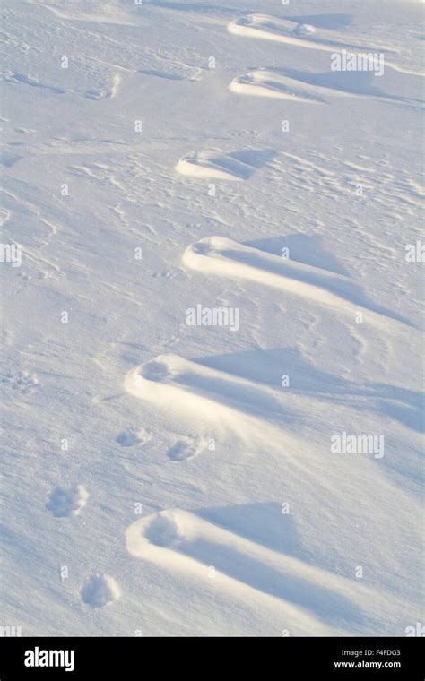 Coyote tracks in snow hi-res stock photography and images - Alamy