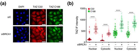 Cells Free Full Text Identification Of Brcc And Brca As