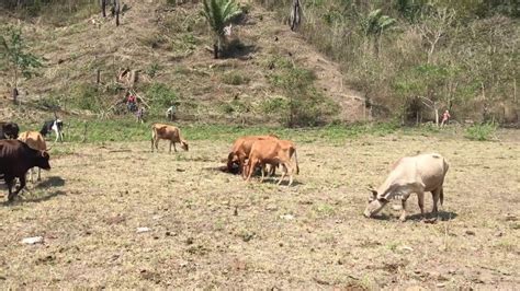 Manejo del PRV en época Seca YouTube Ganadería Hojas de arbol