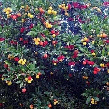 strawberry tree seeds arbutus unedo purchase sowing