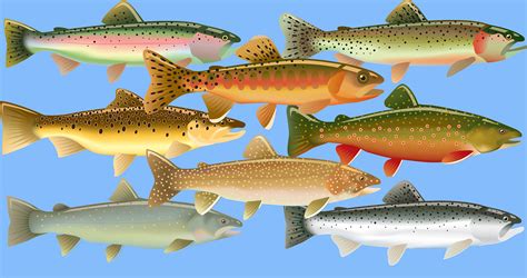 Trout Of North America The Complete Guide