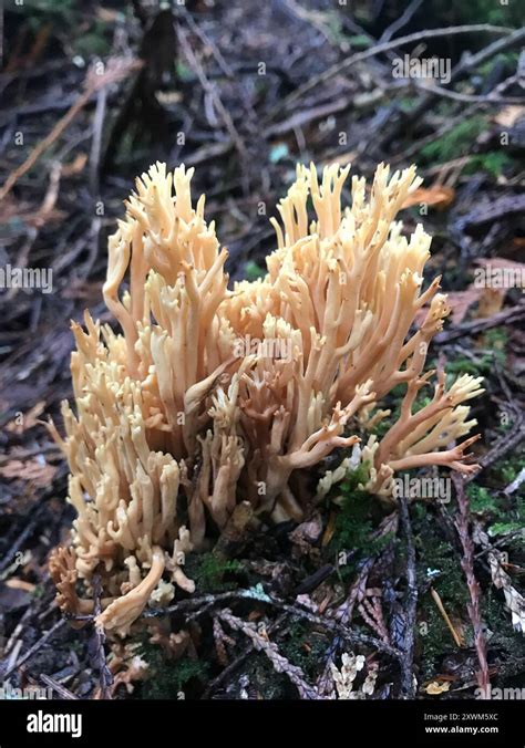 Coral Fungi Ramaria Fungi Stock Photo Alamy