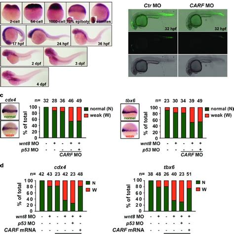 Carf Facilitates Wnt Catenin Signaling In Zebrafish Embryogenesis