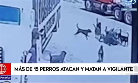 Chiclayo M S De Perros Atacan Y Matan A Vigilante