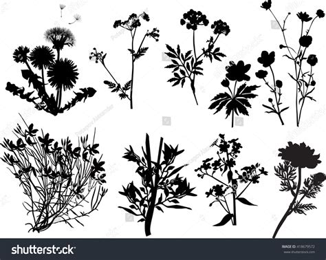 Illustration Wild Flowers Silhouettes Isolated On Stock Vector (Royalty ...