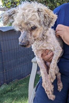 Chula Vista Ca Poodle Miniature Meet Sergio A Pet For Adoption