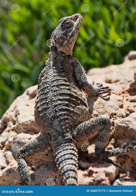 Dragon, Israeli Desert Lizard Stock Image - Image of portrait, spine ...