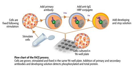 Face Jnk C Jun N Terminal Kinase Sapk T183y185 Cell Based Elisa