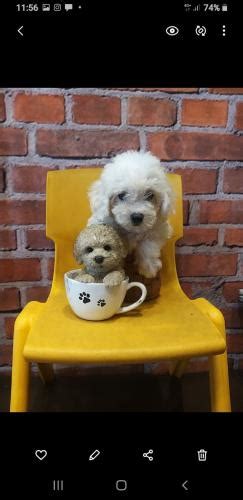 Jual Anjing Poodle Murah Ada Anakan Mini Toy Poodle Page Of