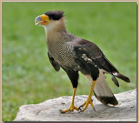 Crested Caracara Facts Size Range Diet And Pictures