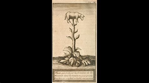 Vegetable Lamb of Tartary - Alchetron, the free social encyclopedia