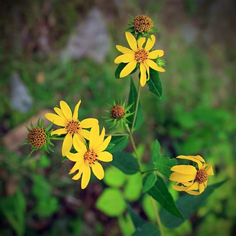 Helianthus Divaricatus Woodland Sunflower Keystone Wildflowers