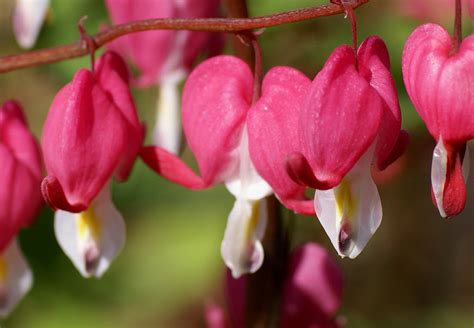 Tr Nendes Herz Bleeding Heart Lamprocapnos Spectabilis Dicentra