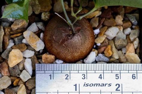 Dioscorea Elephantipes Elephants Foot Succulent For Sale Living