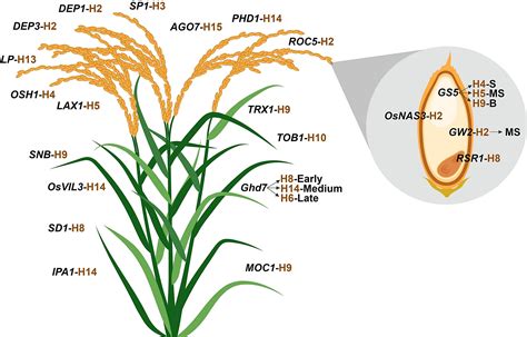 Haplotype Analysis Of Key Genes Governing Grain Yield And Quality