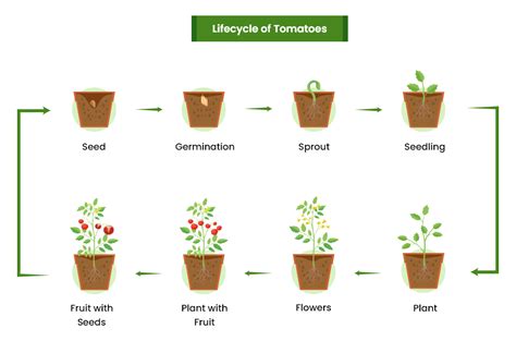 Tomato Growing Guide Care Harvest Homegrown Outlet