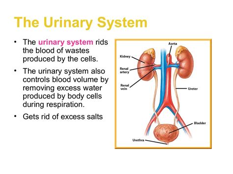 Excretory Notes