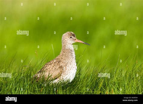 Common Redshank Tringa Totanus Stock Photo Alamy