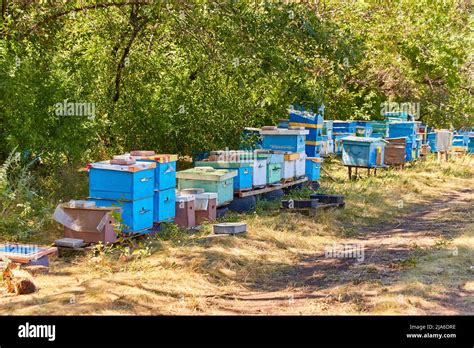 Evidence From The Bees Are In A Clearing In The Woods Stock Photo Alamy