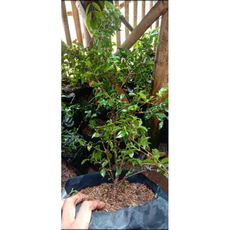 Jual Bahan Bonsai Sakura Mikro Shopee Indonesia