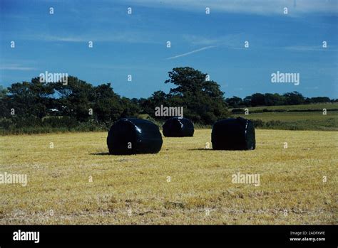 Hay Bales Bagged In Plastic Silage Crop In A Farm Field Stock Photo