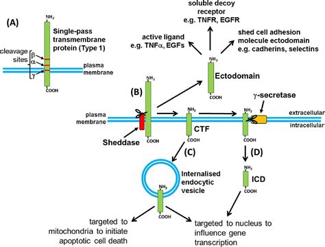 Protease Mediated Ectodomain Shedding Thorax