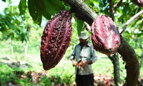 Ecuador Primer Exportador De Cacao De Am Rica Avanza En La Trazabilidad