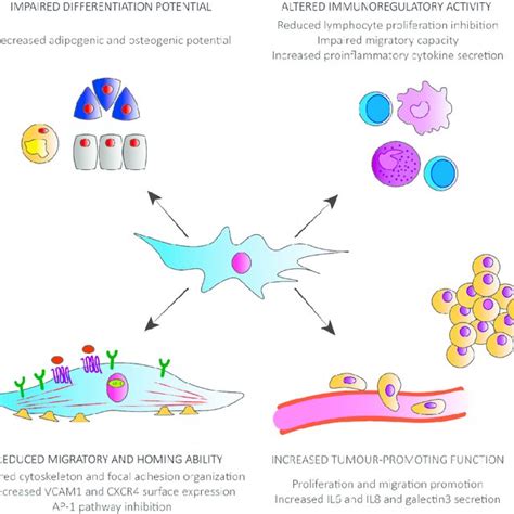 (PDF) Senescence in Human Mesenchymal Stem Cells: Functional Changes and Implications in Stem ...