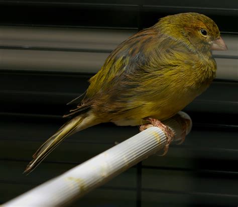 Domestic Canary Facts, As Pets, Care, Temperament, Pictures | Singing