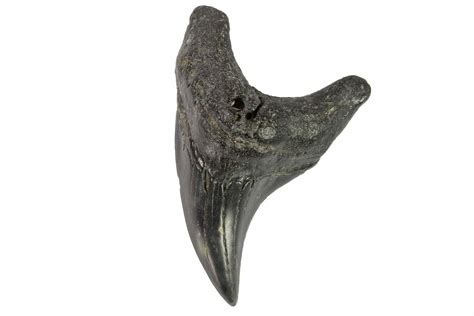 Rare, 2.62" Fossil Mackerel Shark (Parotodus) Tooth - Georgia (#121155) For Sale - FossilEra.com