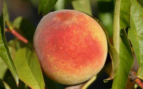 Contender Peach Tree 1 Gallon Potted Plant Cold Hardy Fruit Etsy