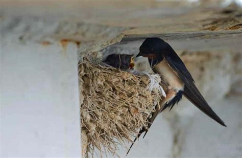 Manfaat Telur Burung Walet Untuk Kesehatan Dan Kecantikan