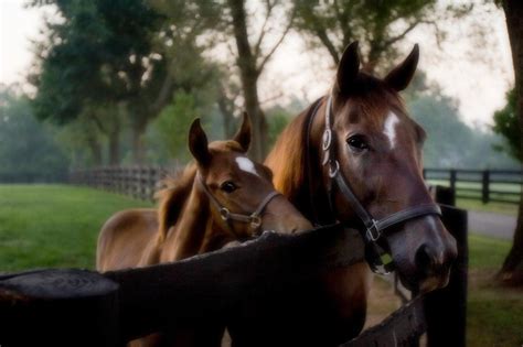 Horse Farm Tours of the Kentucky Bluegrass - Thoroughbred Heritage ...