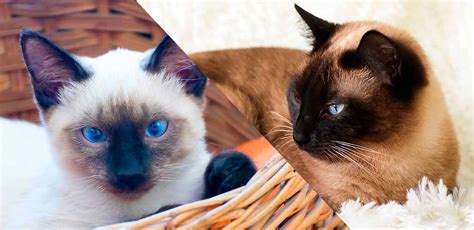 Seal Point V Chocolate Point Cats - How Are They Different?